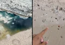 Inema investiga possível contaminação ambiental na Praia de São Tomé de Paripe após morte de peixes. Inema investiga possível contaminação ambiental na Praia de São Tomé de Paripe após morte de peixes.