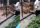 Leoa ataca criança de 10 anos em zoológico da China.