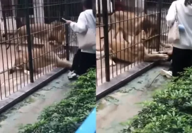Leoa ataca criança de 10 anos em zoológico da China.
