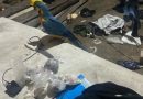 Polícia apreende drogas e resgata arara após confronto com suspeitos em Aratuípe.