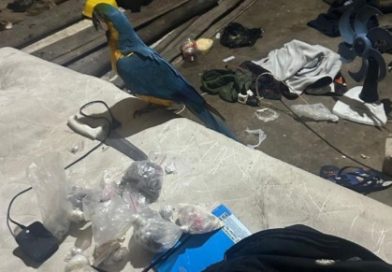 Polícia apreende drogas e resgata arara após confronto com suspeitos em Aratuípe.