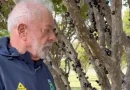 Lula sugere uso de jabuticaba para acalmar Donald Trump.